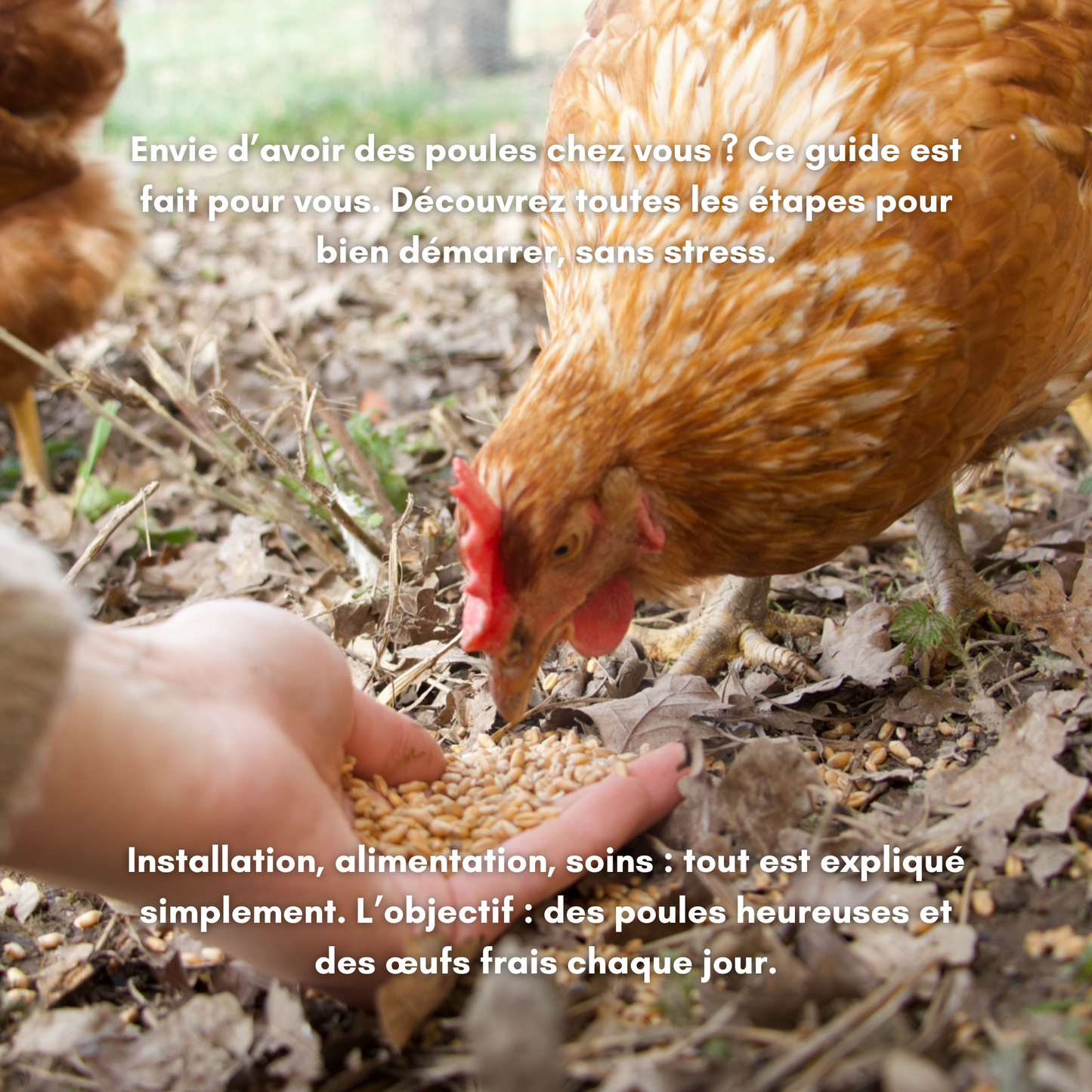 Accueillir ses premières poules : le guide complet pour débuter