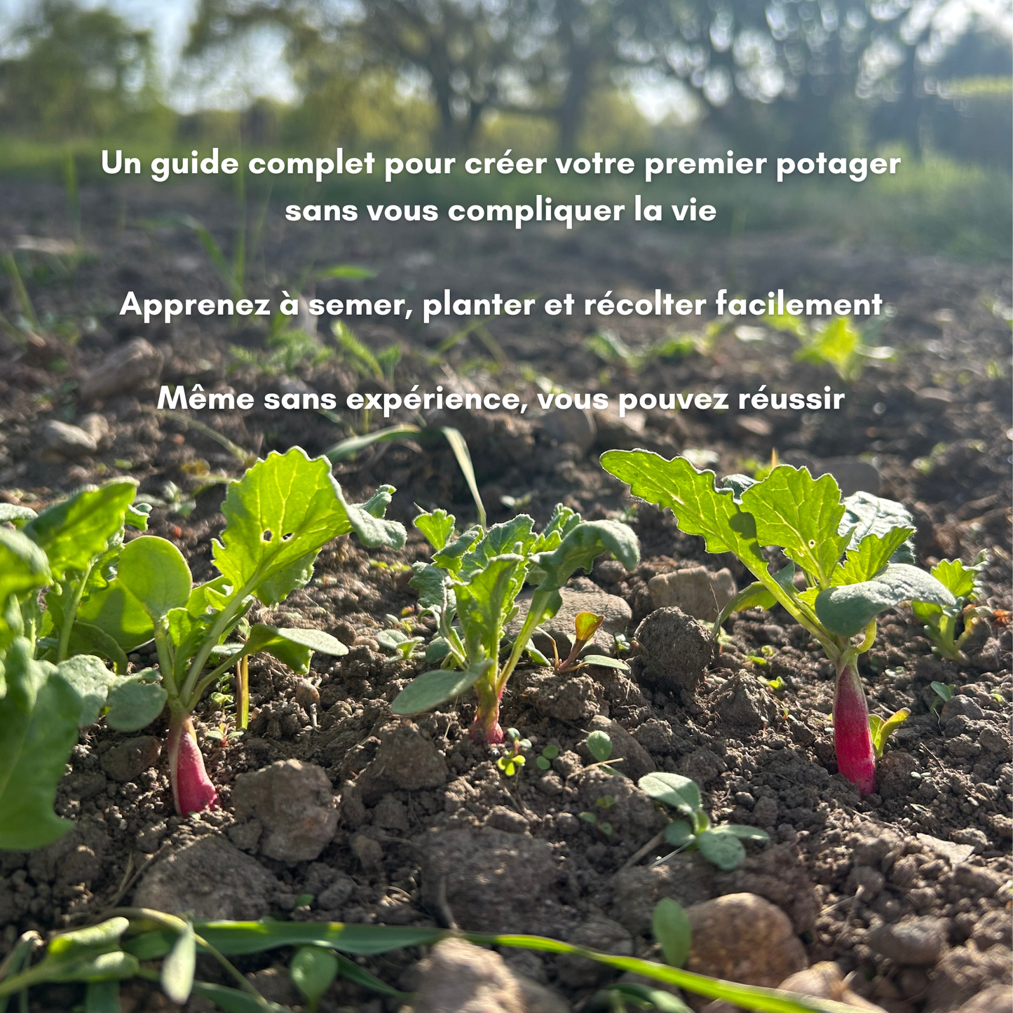 Le pack complet pour débuter au potager