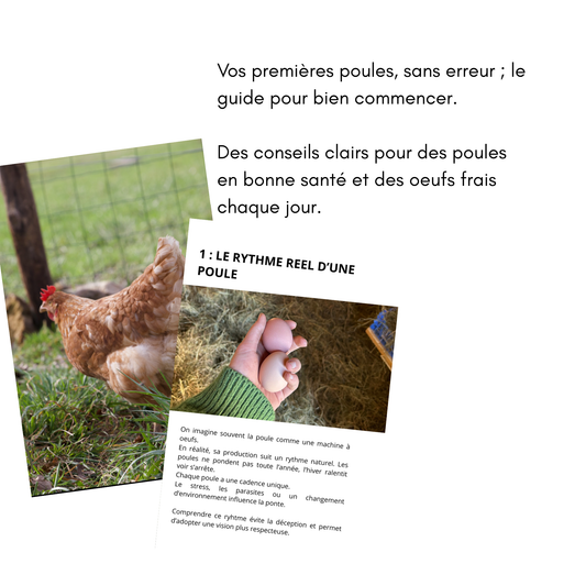 Accueillir ses premières poules : le guide complet pour débuter
