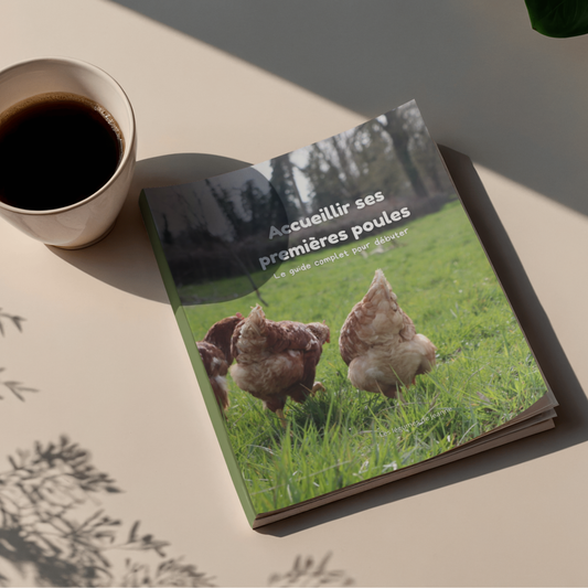 Accueillir ses premières poules : le guide complet pour débuter