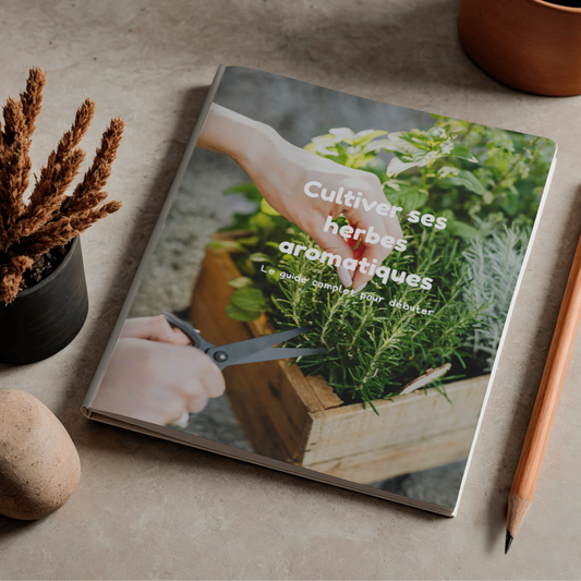 Cultiver ses herbes aromatiques : Le guide complet pour débuter